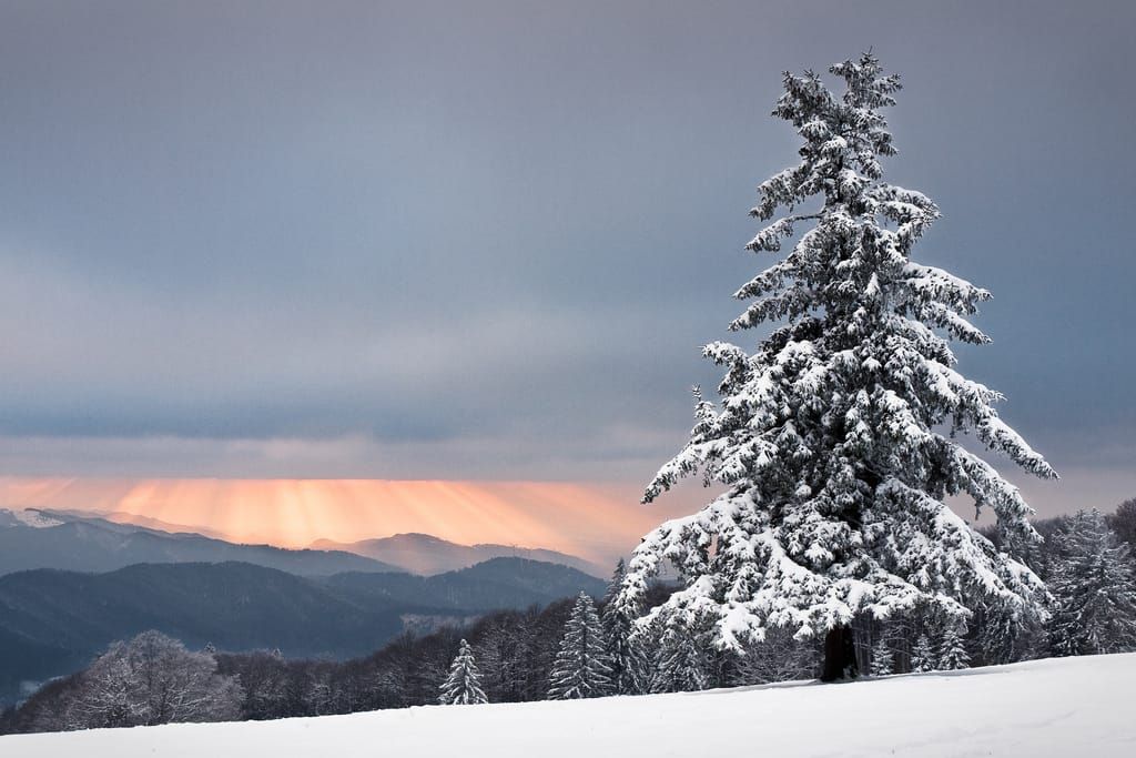 Solitary Spruce