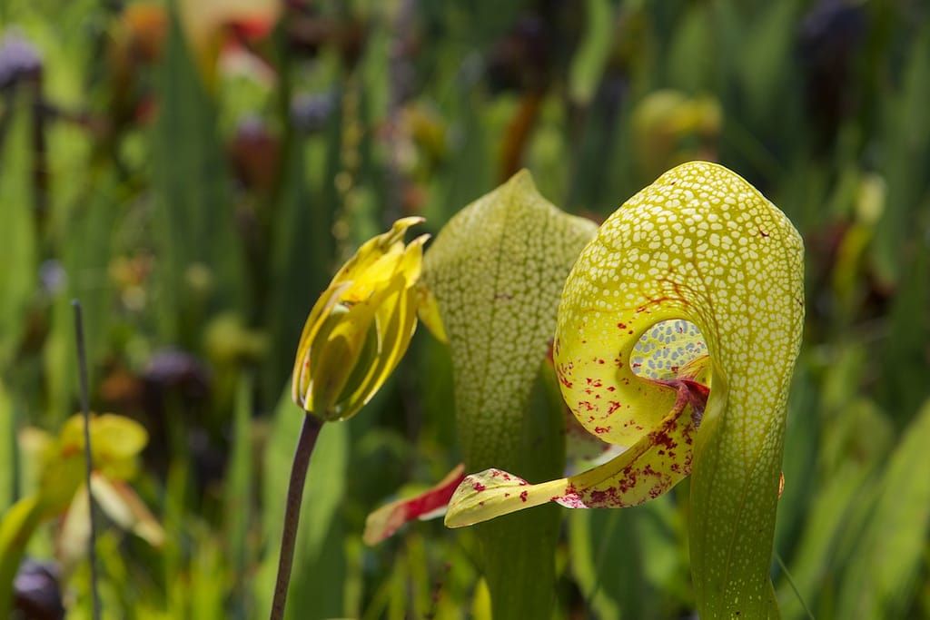 Cobra Lily