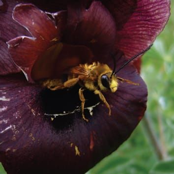 Bee pollination in the endangered Iris atropurpurea