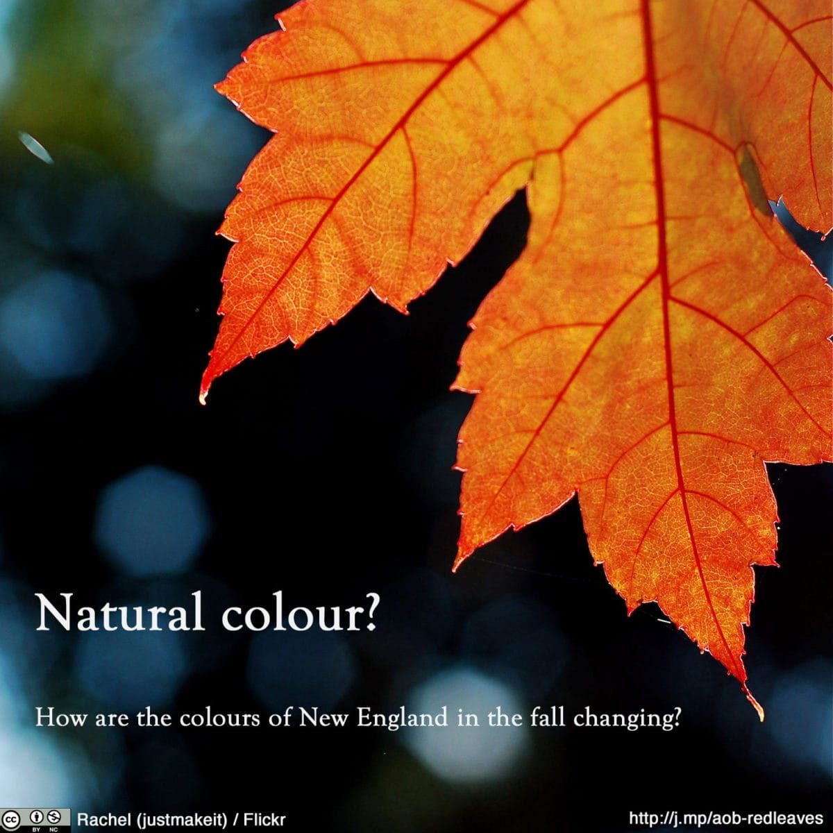 An orange / red Maple leaf