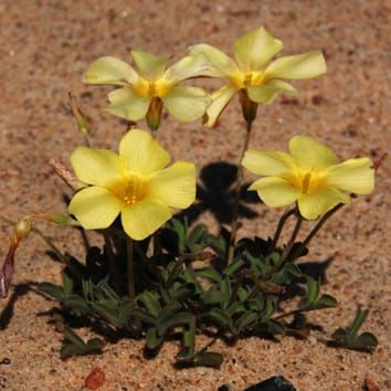 Hohe Ploidiediversität und Zytotypverteilung in Oxalis