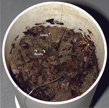 Native and exotic earthworms affect orchid seed loss
