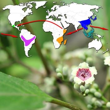 Pantropical disjunction in Paederia