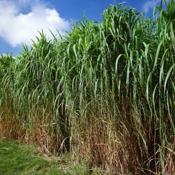 Respostas de choque arrepiante em Miscanthus