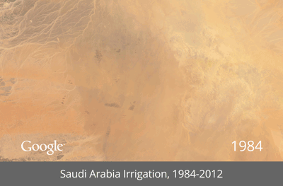 The Arabian desert blooms.