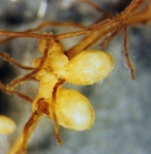 Fixation biologique de l'azote dans les plantes non légumineuses