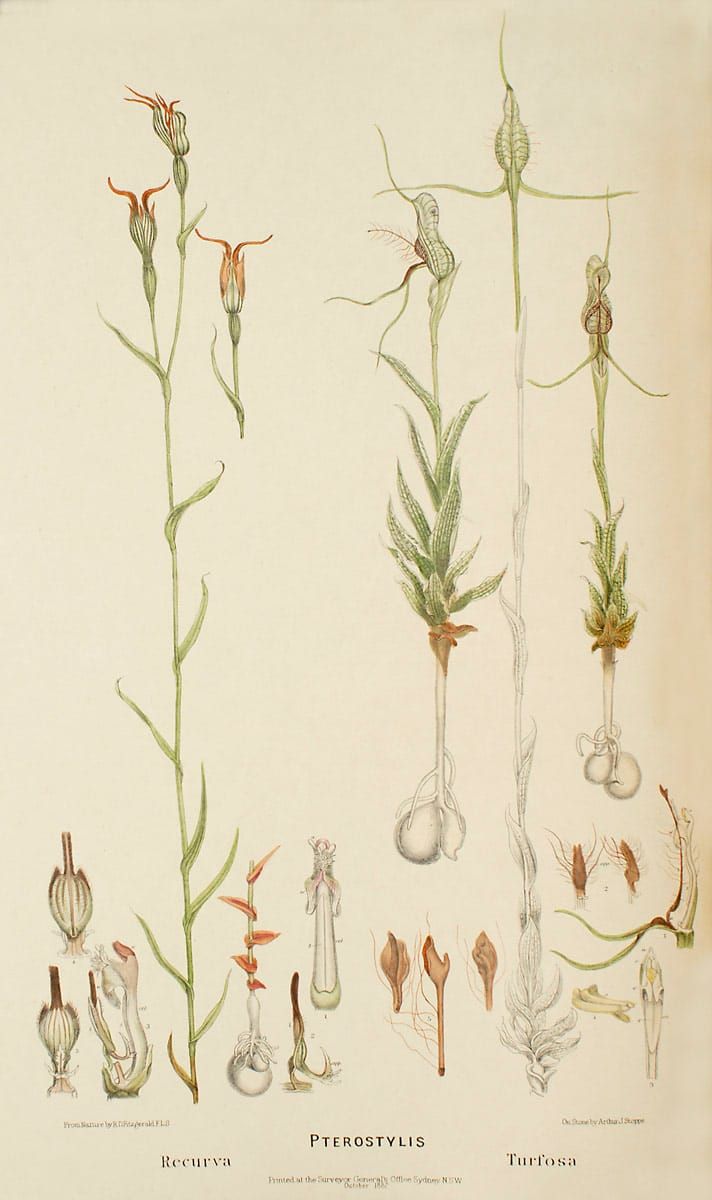 Pterostylis recurva
