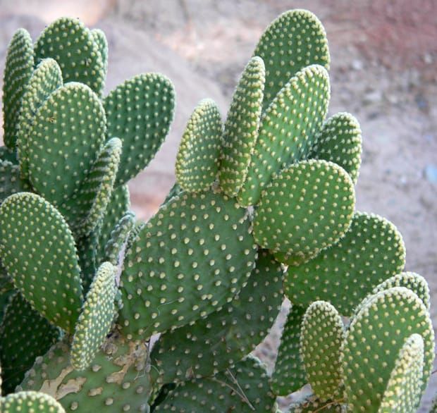 Image: Stan Shebs/Wikimedia Commons.