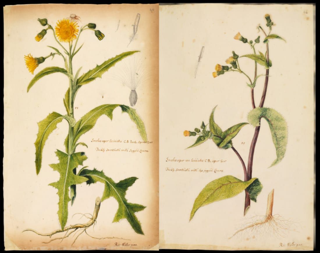 Illustration from British grasses and wildflowers by Richard Waller