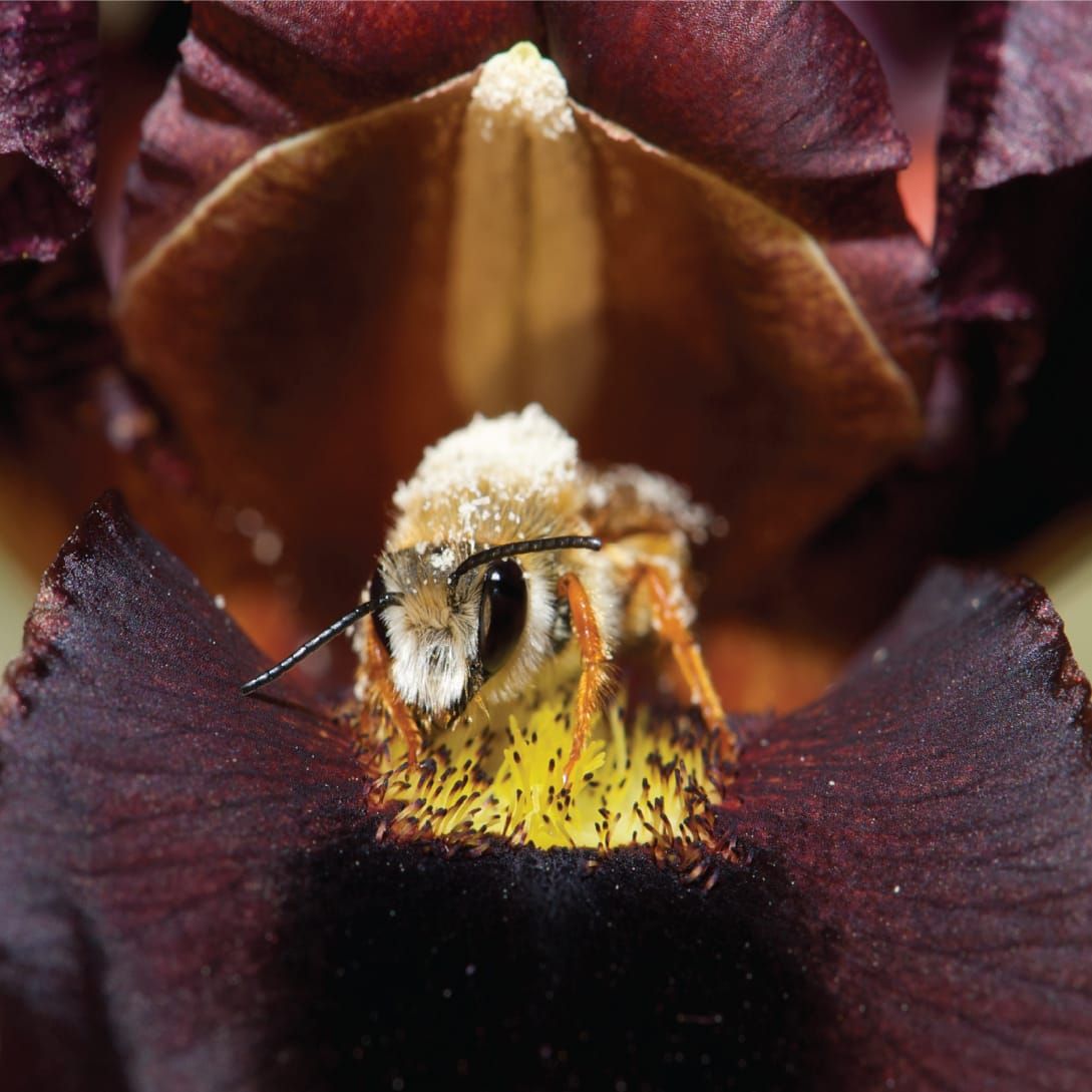 Les fleurs 'Bee-black' imitent les abris protecteurs pour la pollinisation