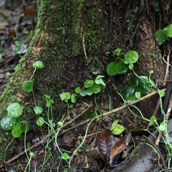 'Hemiepífita': un término confuso y su historia (Punto de vista)