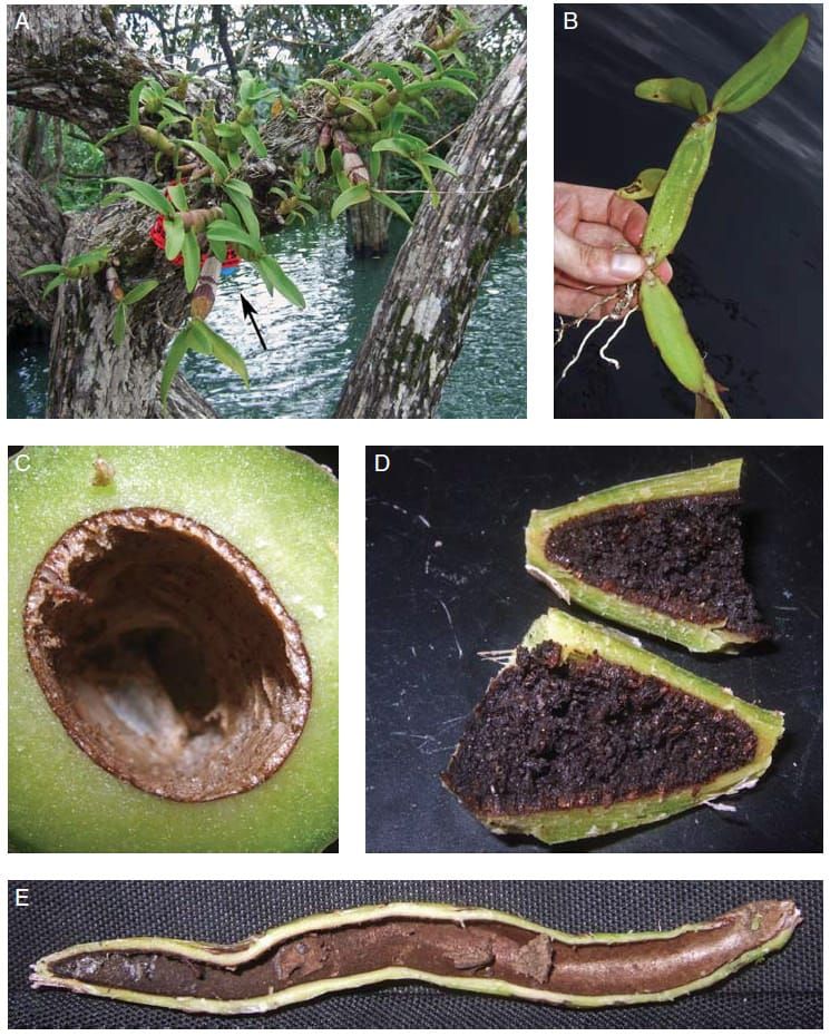 Pseudobulbs from Caularthron bilamellatum