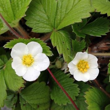 Effets sexuels maternels et dépression consanguine Fragaria