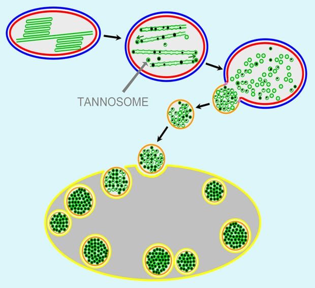 Imagem: Brillouet et al., 2013. [http://dx.doi.org/10.1093/aob/mct168]
