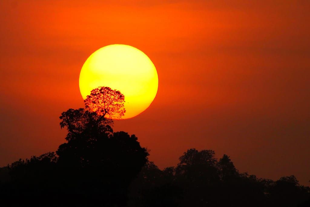 A forest under the hot sun.