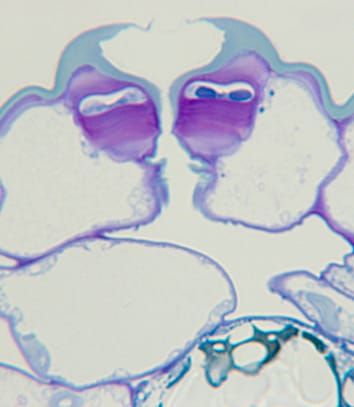 Desarrollo estomático de angiospermas tempranas