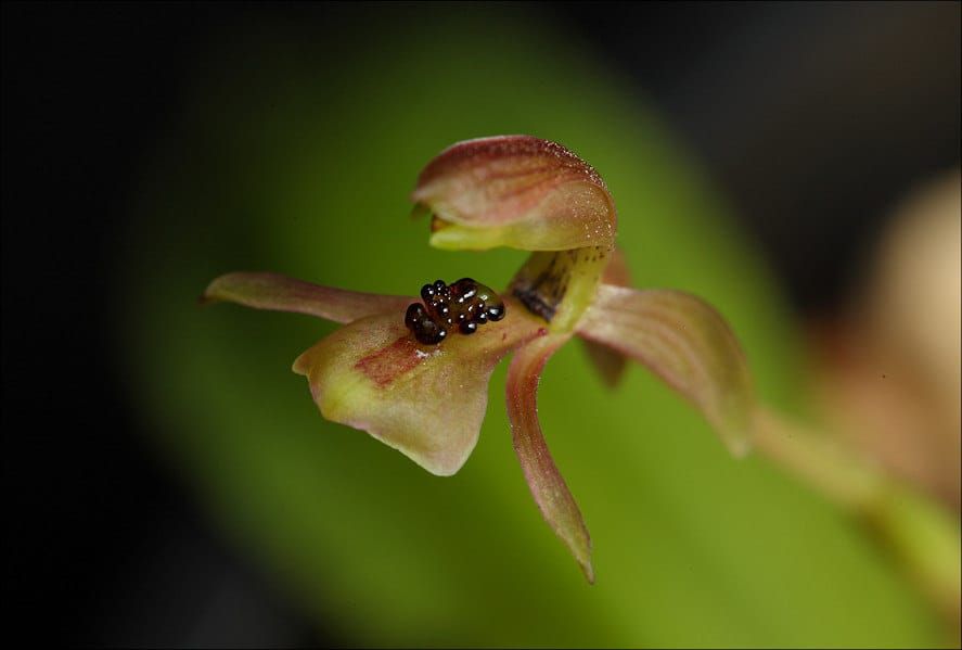 Chiloglottis trapeziformis
