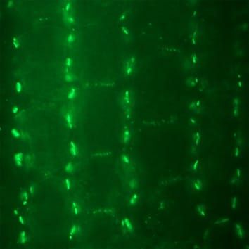 Morphogenèse et sites de contact dans les cellules lobées du mésophylle