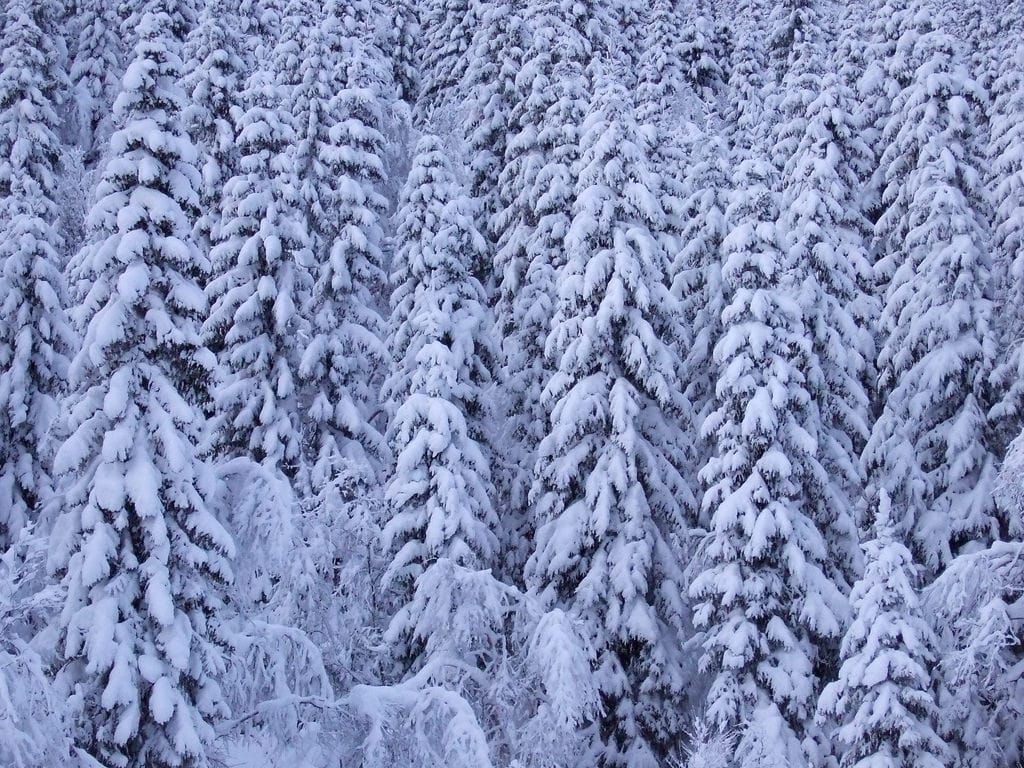 Spruce under snow