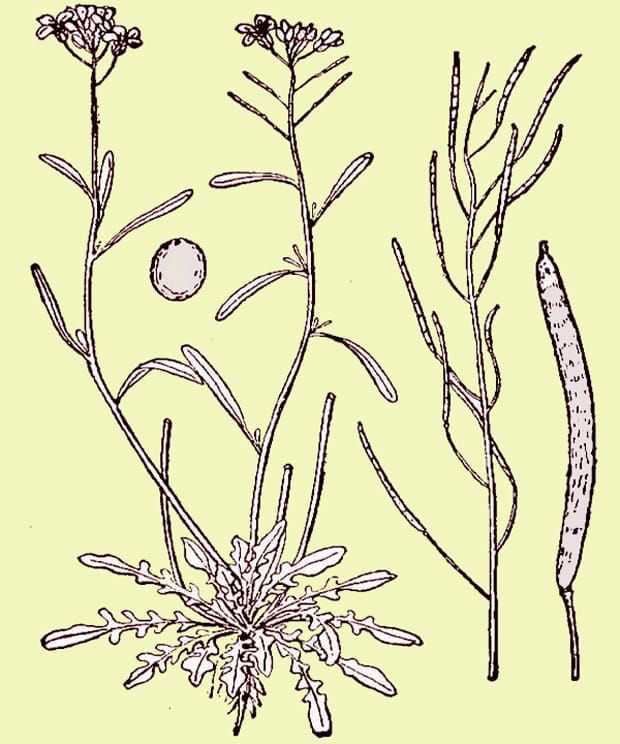 Abbildung: Britton & Brown. 1913. Eine illustrierte Flora der nördlichen Vereinigten Staaten, Kanadas und der britischen Besitzungen. Charles
