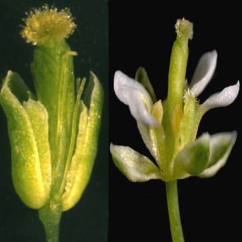Genes similares a APETALA3 y PISTILLATA en una angiosperma basal