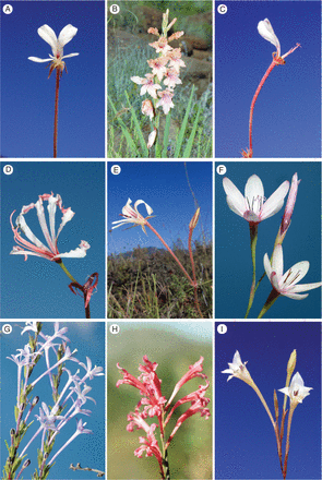 South African flowers.