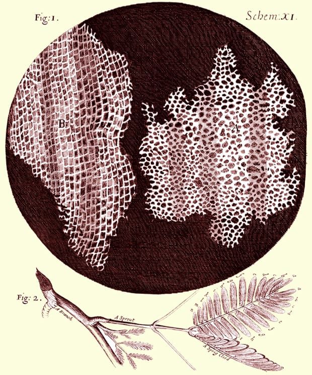 Imagem: Robert Hooke, 1665. Micrographia. Jo. Martin e Ja. Allestry, Londres.