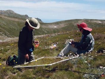 Los cambios funcionales espaciales y temporales en la vegetación de las cumbres alpinas son impulsados ​​por aumentos en arbustos y gramíneas