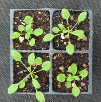 Estabilización del rendimiento en mezclas de genotipos vegetales