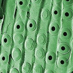 De l'eau potable propre grâce aux plantes