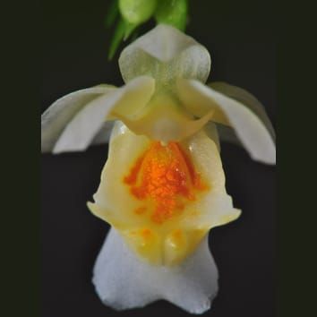 Elaióforos florales del género Lockhartia