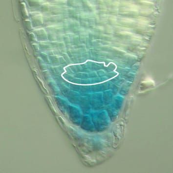 El gen Mob1 de Arabidopsis regula el desarrollo de órganos