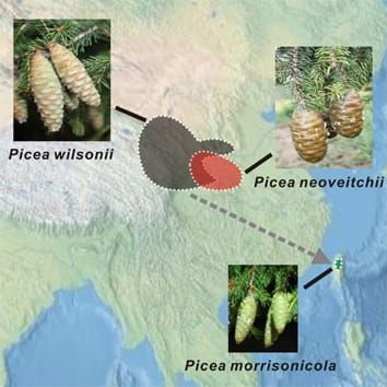 Patrón de especiación y flujo de genes entre tres especies de abetos