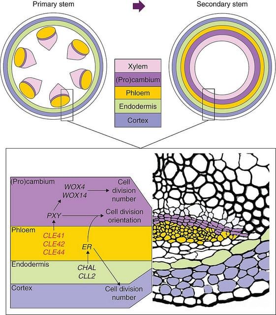Ómicas e divisões celulares assimétricas em Arabidopsis, densidade estomática e concentração de CO2 e fixação de azoto em plantas carnívoras – Esta semana em Annals of Botany