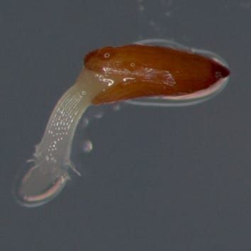 As sementes de Campanulaceae requerem luz para germinar