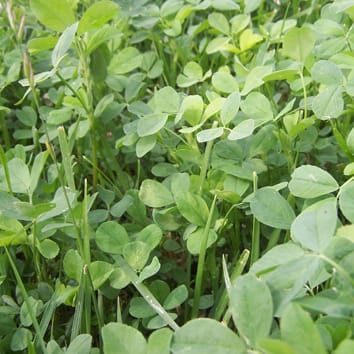 Desarrollo de brotes en plantas de alfalfa que compiten por la luz