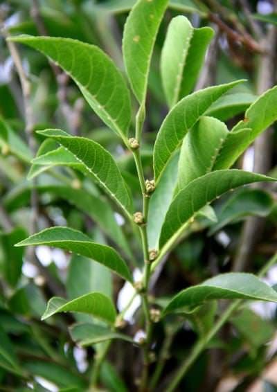 Rinorea niccolifera