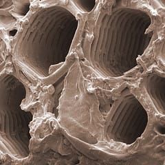 Impact du climat sur la croissance des plantes et la formation des fleurs – Cette semaine en Annals of Botany