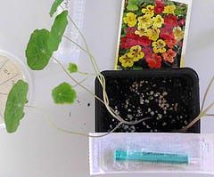 Tropaeolum Tops Tabac