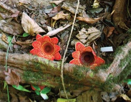 Esta semana en Annals of Botany - ¡edición de ciencia de plantas de parachoques!