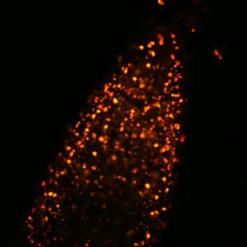 Produção de peroxinitrito em peroxissomos de arabidopsis