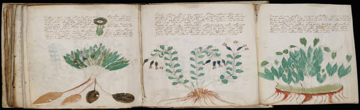 Imagen: Del 'manuscrito Voynich'.