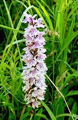 Pollen d'orchidées, trèfle et salinité, et sommeil paradoxal d'Arabidopsis – Cette semaine Annals of Botany