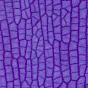 Croissance et modèles cellulaires dans l'épiderme des pétales d'Antirrhinum