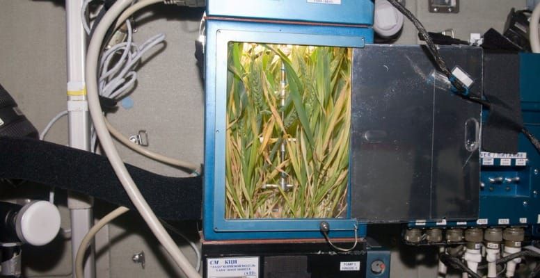 Plant in space
