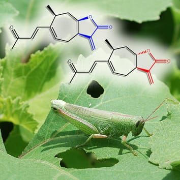 Lactonas sesquiterpénicas y resistencia de herbívoros