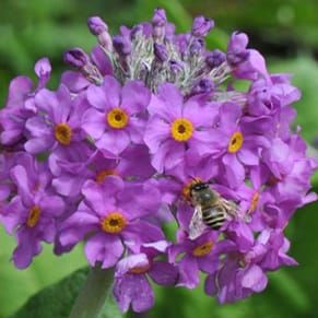 Hybridation unidirectionnelle chez les primevères hétérostylées