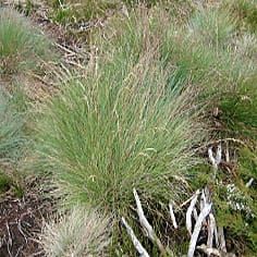 Fluxo gênico em andamento entre Poa alpino australiano