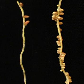 Estrigolactonas, brasinoesteroides y autorregulación de la nodulación