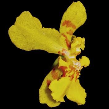 Elaióforos florais de Vitekorchis, Cyrtochilum e Oncidium